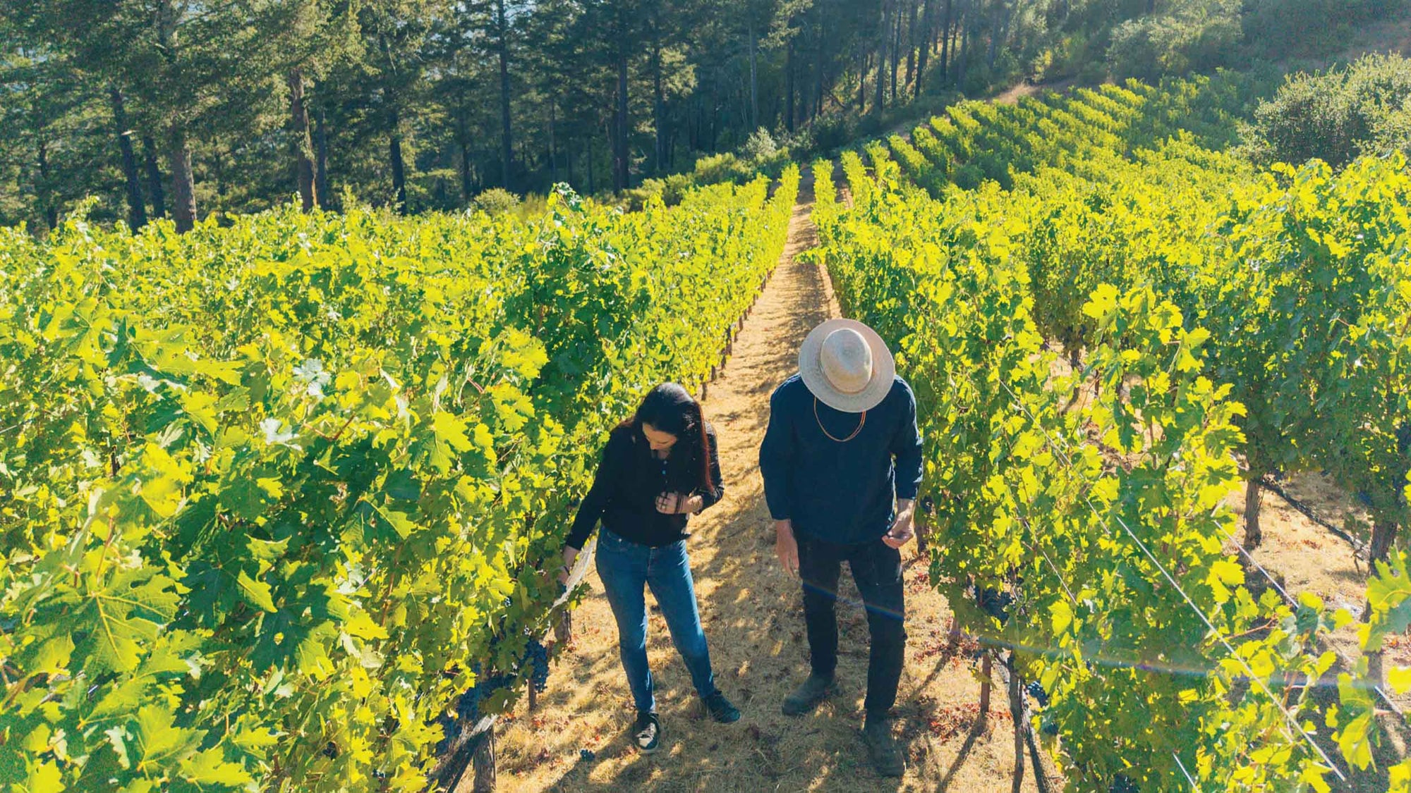 Two people walking through a vineyard with rows of green grapevines.