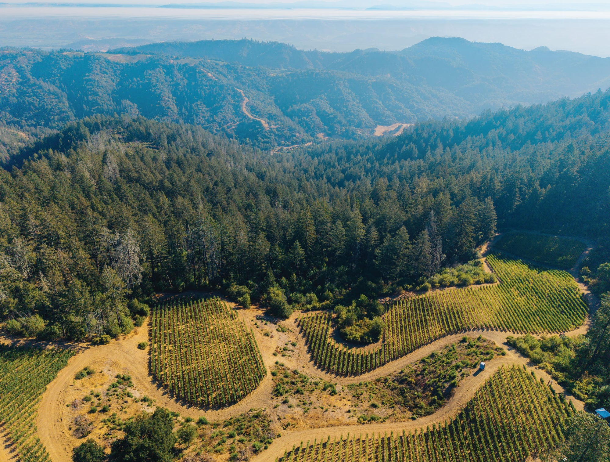 Aerial view of vineyards surrounded by forest with mountains in the distance